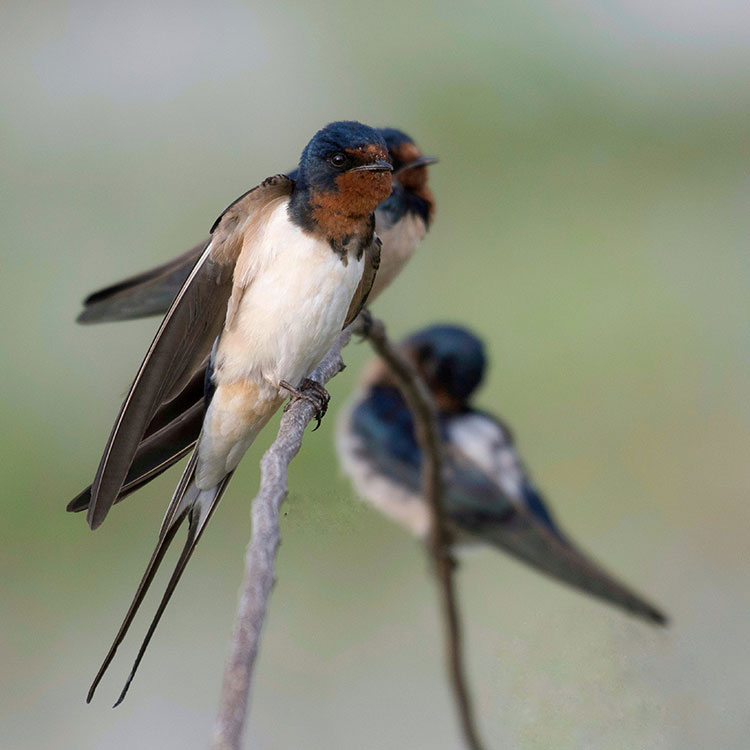 Barn swallow birds perched on a branch of a tree at Yala National Park