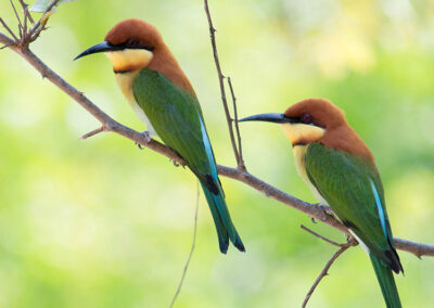 Two Chestnut headed bee eaters perched on a branch of a tree at Yala National Park, Sri Lanka