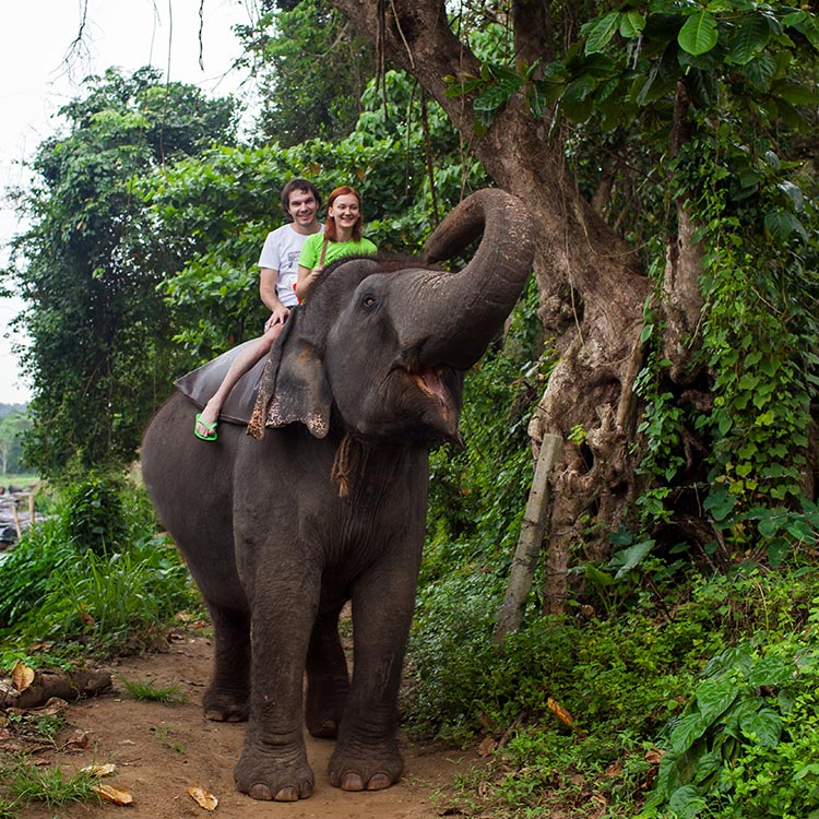 Tourists going on an Elephant Ride on a dusty path surrounded by the greenery