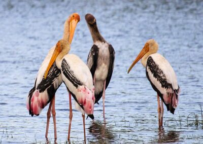Painted Storks resting in a lake at Kumana National Park, the Fascinating Birdwatching Hotspot in Sri Lanka