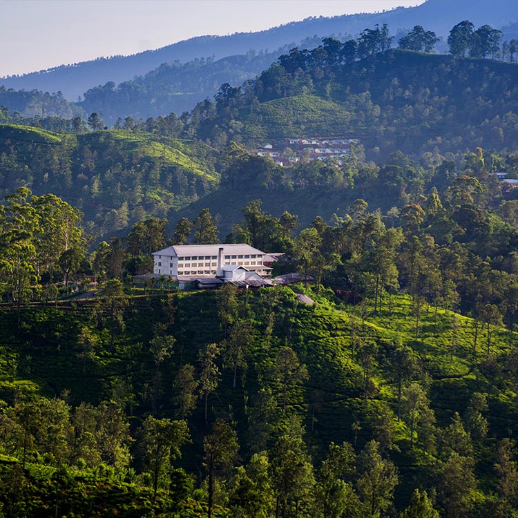 The Greenery of the Tea Plantations in Sri Lanka