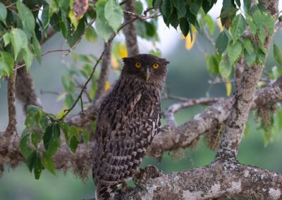 A Brown Fish Owl Perched on a Tree at Wilpattu National Park