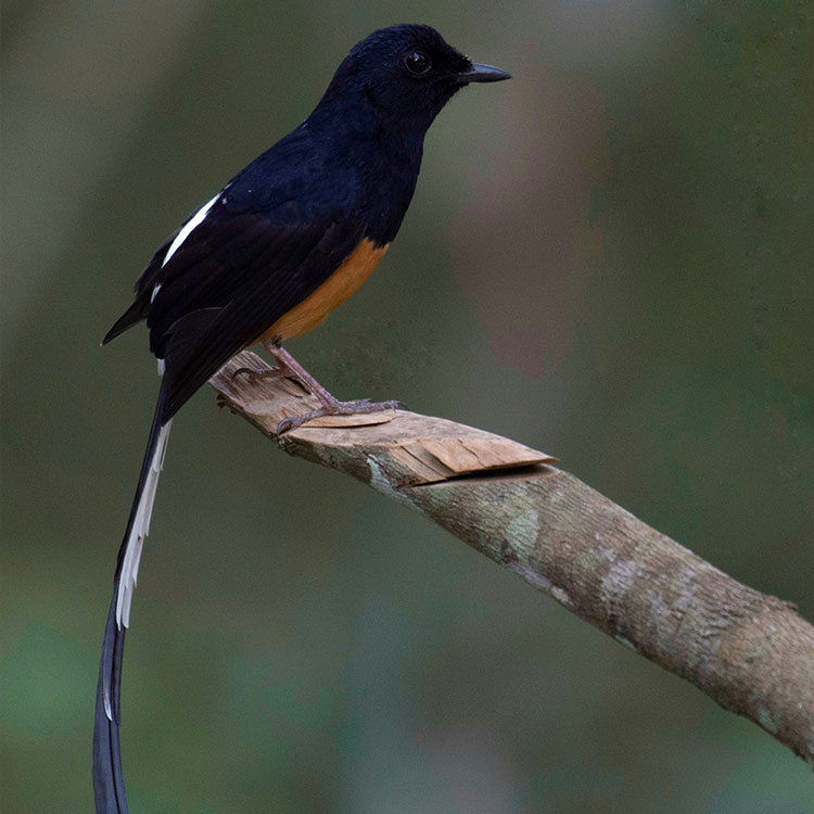 white rumped sharma, the black and white bird, perched on a branch of a tree at Wilpattu National Park