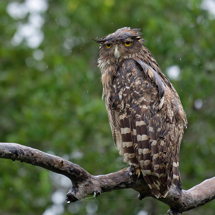 A Brown Fish Owl perched on a branch, spotted during a Jeep Safari at Yala National Park