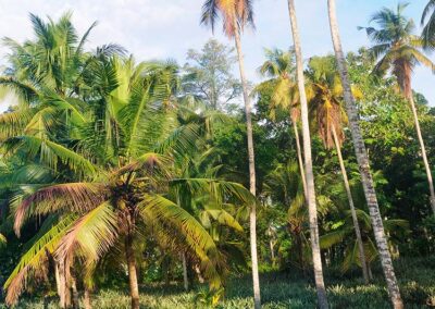 A Coconut Plantation in Sri Lanka