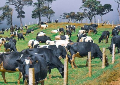 The black and white cows eating grass at the Ambewela New Zealand Farm