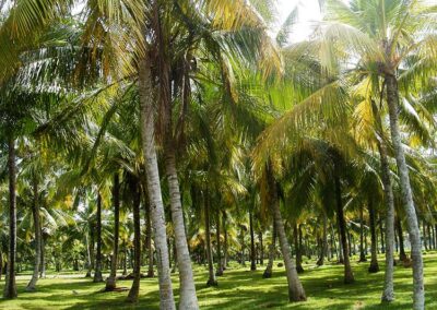 A coconut plantation in Sri Lanka
