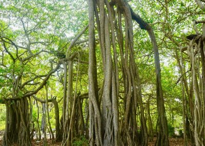 The huge Banyan tree at Delft Island