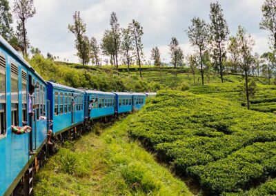 A blue train going through the green tea estates on its way to Ella