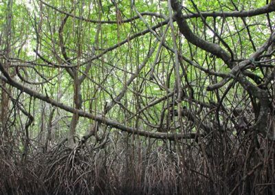 The Mangroves at the Madhu River