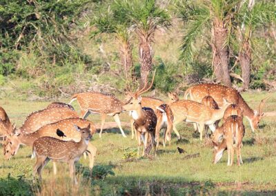 A Herd of Deer in the wild at Wilpattu National Park
