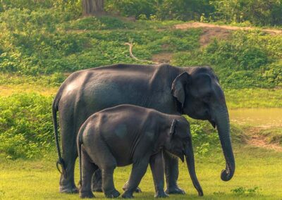 Two elephants on a lawn in Yala National Park