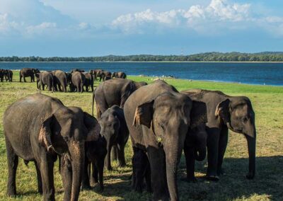 A Herd of Elephants at Minneriya National Park