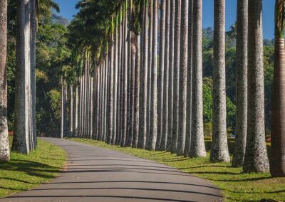 The path by the Palm Trees at the Royal Botanical Garden in Peradeniya, Kandy