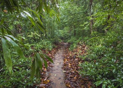 A Path through the Greenery at Sinharaja Rainforest
