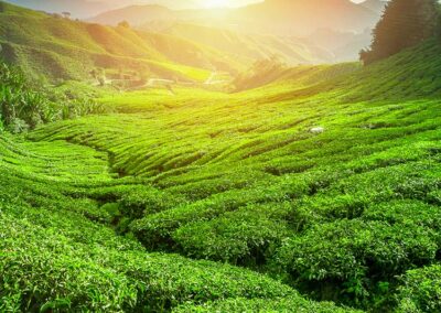 The green tea plantation along with the sunset