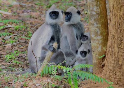 A Monkey Family under a tree at the Udawalawe National Park