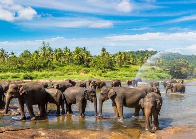 Elephants Bathing in the river at the Pinnawala Elephant Orphanage