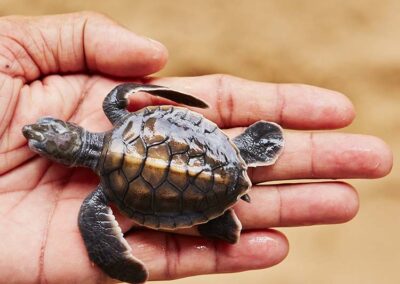 Someone holding a Baby Turtle in hand, at a Turtle Hatchery at Kosgoda