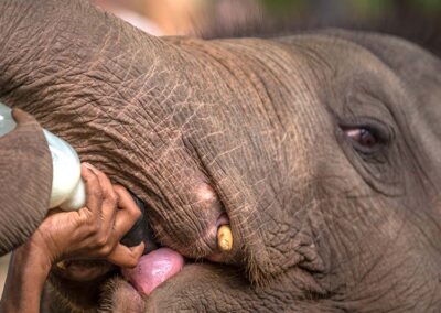 Feeding milk to a baby elephant