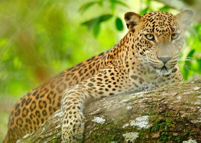 A Leopard resting on a tree branch at the Yala National Park